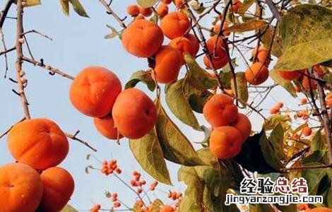 柿子树的施肥技术 柿子树的施肥技术要点