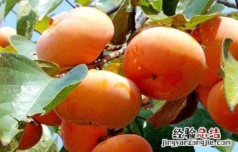 柿子树的施肥技术 柿子树的施肥技术要点