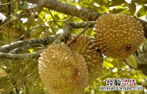 榴莲种植的注意事项 榴莲种植的注意事项和禁忌