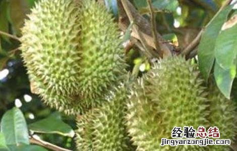 榴莲种植的注意事项 榴莲种植的注意事项和禁忌