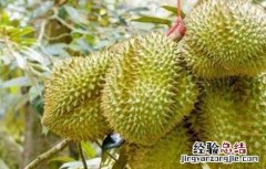 榴莲种植的注意事项 榴莲种植的注意事项和禁忌
