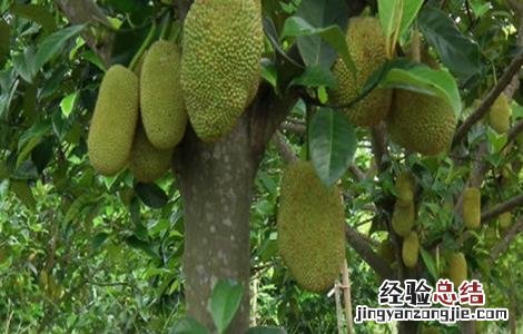 榴莲种植的注意事项 榴莲种植的注意事项和禁忌