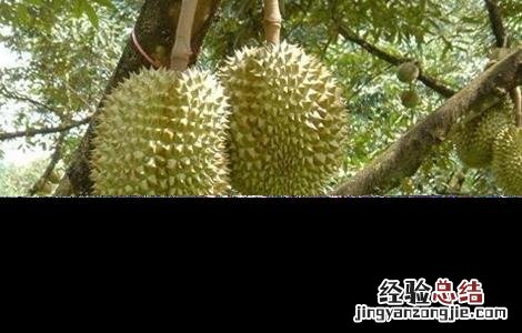 榴莲种植的注意事项 榴莲种植的注意事项和禁忌