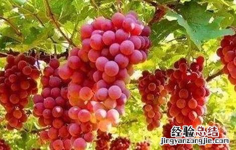 葡萄软果的原因分析 葡萄软果的原因
