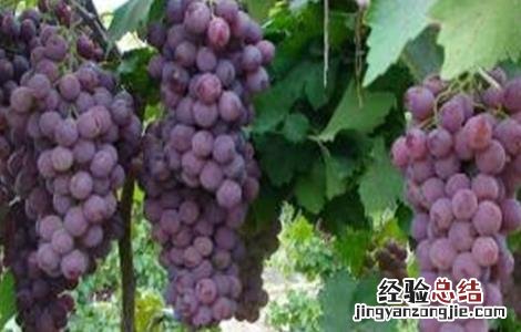 葡萄软果的原因分析 葡萄软果的原因