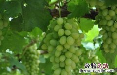 葡萄软果的原因分析 葡萄软果的原因