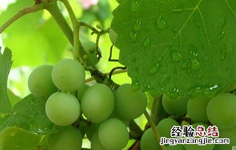 葡萄软果的原因分析 葡萄软果的原因