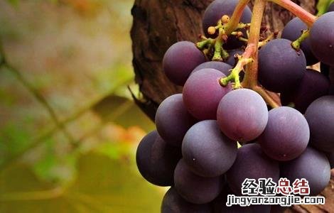 葡萄软果的原因分析 葡萄软果的原因