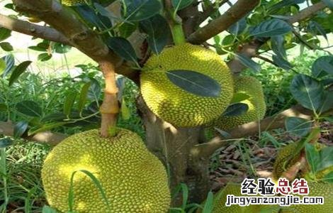 菠萝蜜的田间管理方法 菠萝蜜的栽培与管理