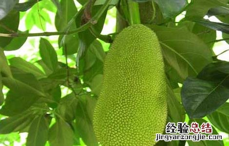 菠萝蜜的田间管理方法 菠萝蜜的栽培与管理