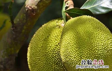 菠萝蜜的田间管理方法 菠萝蜜的栽培与管理