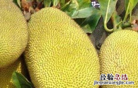 菠萝蜜的田间管理方法 菠萝蜜的栽培与管理