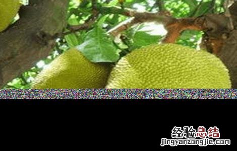 菠萝蜜的田间管理方法 菠萝蜜的栽培与管理