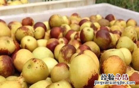 冬枣的病虫害防治 冬枣的病虫害防治技术