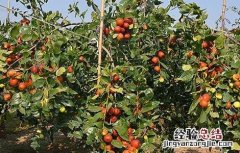 冬枣的病虫害防治 冬枣的病虫害防治技术