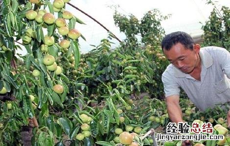 冬枣的病虫害防治 冬枣的病虫害防治技术
