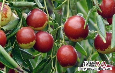 种植冬枣所需要的环境 种植冬枣所需要的环境是什么