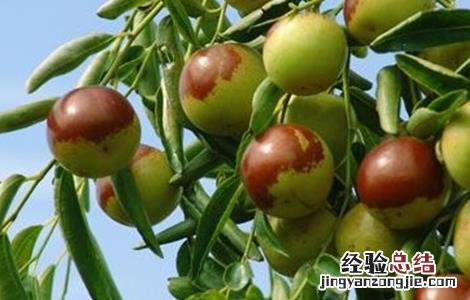 种植冬枣所需要的环境 种植冬枣所需要的环境是什么