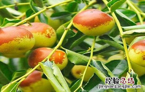 种植冬枣所需要的环境 种植冬枣所需要的环境是什么