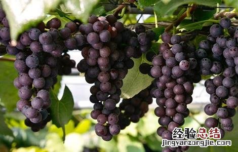 葡萄大小粒的原因及防治 葡萄大小粒的原因及克服办法