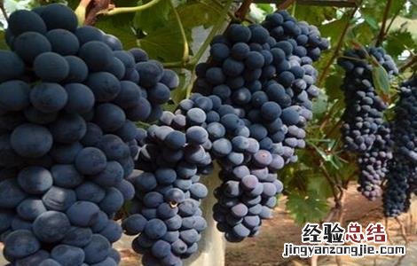 葡萄大小粒的原因及防治 葡萄大小粒的原因及克服办法