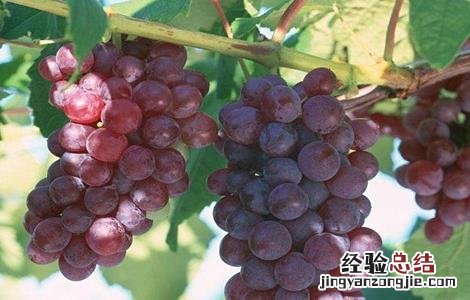 葡萄大小粒的原因及防治 葡萄大小粒的原因及克服办法
