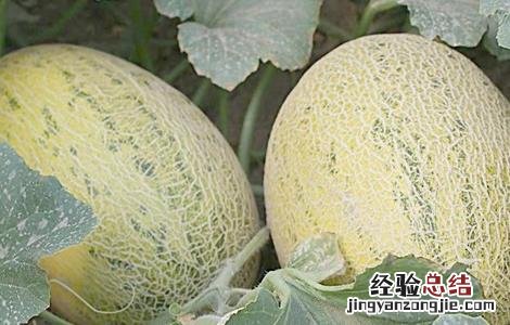 如何提高哈密瓜的产量 哈密瓜产量高吗