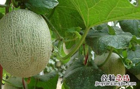 如何提高哈密瓜的产量 哈密瓜产量高吗