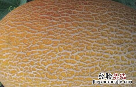 如何提高哈密瓜的产量 哈密瓜产量高吗