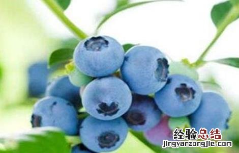 如何提高蓝莓的产量和产量 如何提高蓝莓的产量