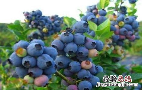 如何提高蓝莓的产量和产量 如何提高蓝莓的产量