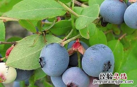 如何提高蓝莓的产量和产量 如何提高蓝莓的产量