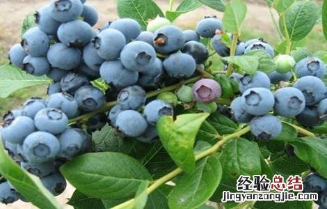 如何提高蓝莓的产量和产量 如何提高蓝莓的产量