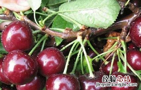 樱桃高产的种植方法 樱桃的种植栽培技术