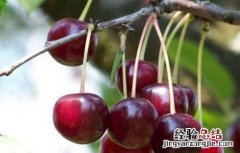 樱桃高产的种植方法 樱桃的种植栽培技术