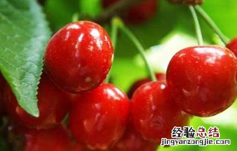 樱桃高产的种植方法 樱桃的种植栽培技术