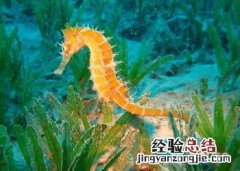 食用海马的注意事项和禁忌 食用海马的注意事项