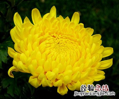 菊花的具体介绍 菊花的基本介绍