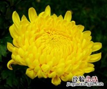 菊花的具体介绍 菊花的基本介绍