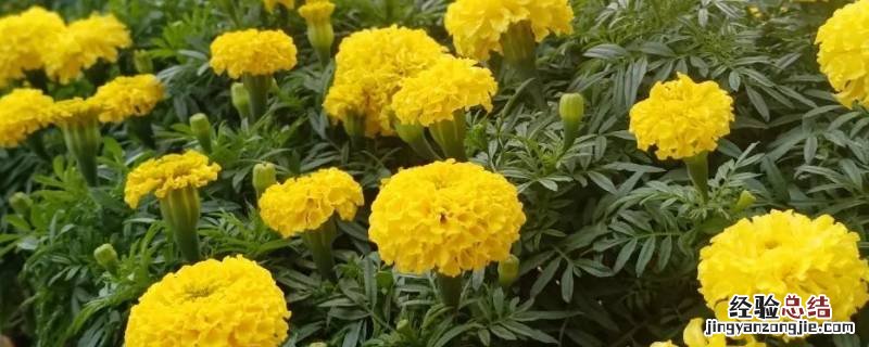 万寿菊怎么晾晒 万寿菊怎样才晒干制茶