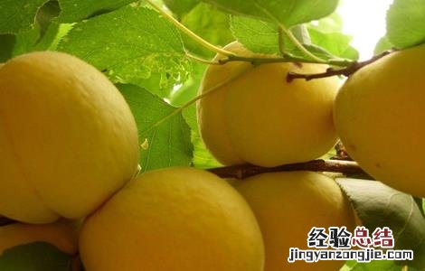 如何提高黄桃的产量和产量 如何提高黄桃的产量