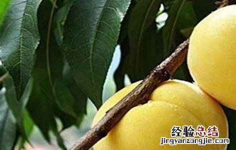 如何提高黄桃的产量和产量 如何提高黄桃的产量