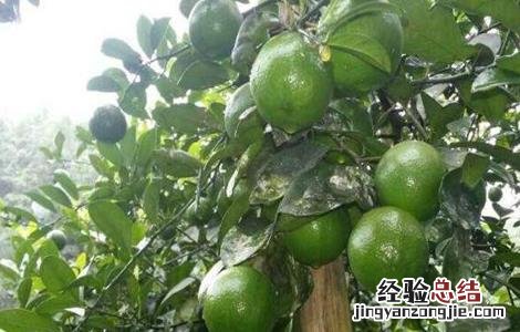 柠檬增产的方法 柠檬高产栽培技术