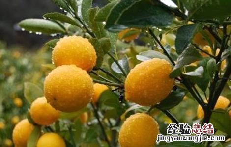 柠檬增产的方法 柠檬高产栽培技术