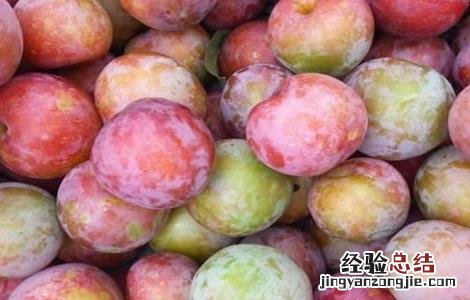 李子树种植的管理 李子树种植管理技术