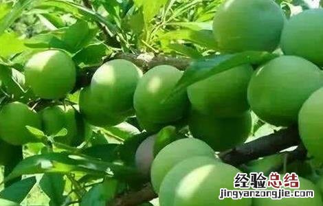 李子树种植的管理 李子树种植管理技术