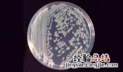 如何确定选择培养基起到了筛选作用的原因 如何确定选择培养基起到了筛选作用?