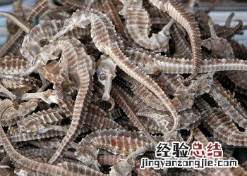 海马煲汤的做法大全 海马的做法