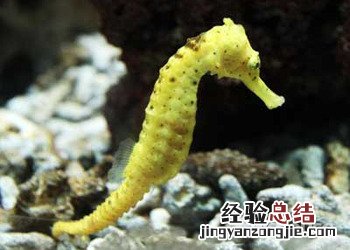 海马的营养价值和功效 海马的营养价值