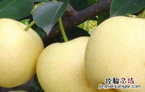 梨树坐不住果怎么办 梨树座果少的解决办法